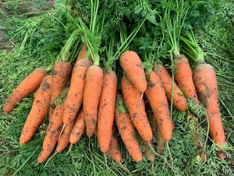 Củ Cà Rốt - Mộc Châu