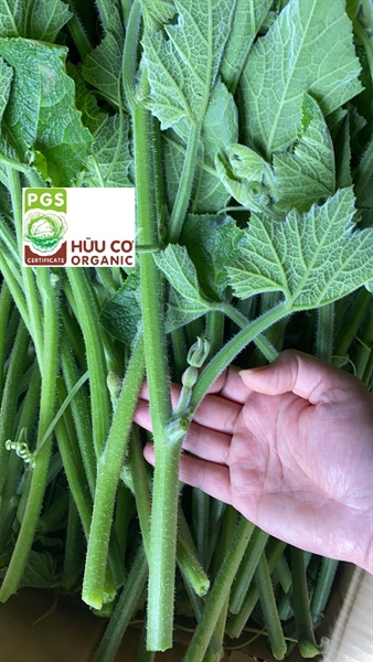 Ngọn Bí Hữu Cơ Pgs