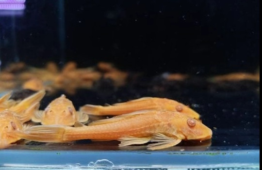 Tỳ Bà Vàng ( Lau Kính)