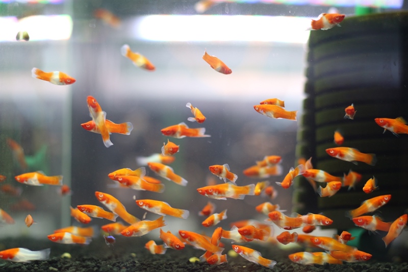 Hồng Mi Koi Size Cối