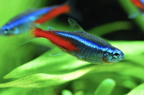 Neon xanh (Mua 10 Tặng 3)