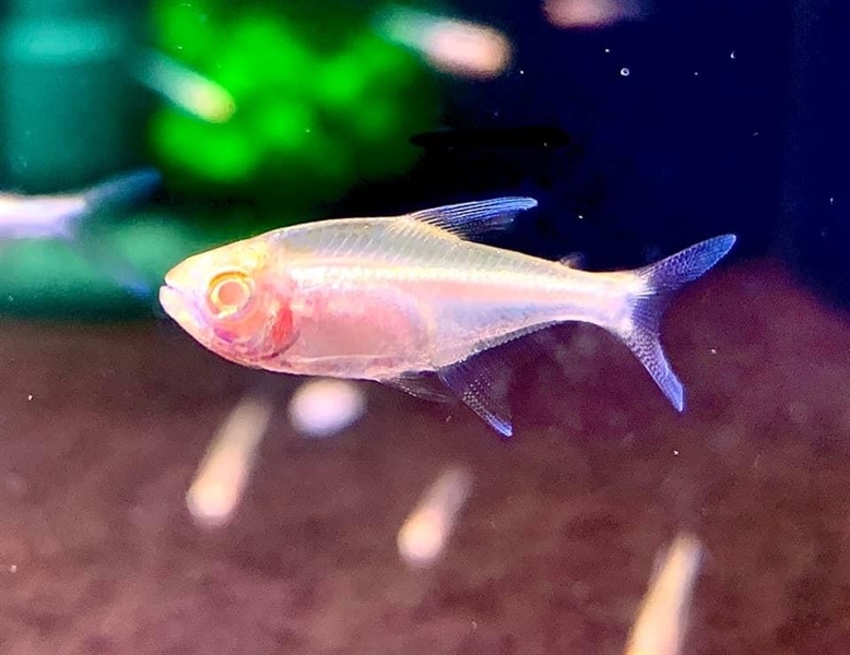 Neon Albino ( Mua 10 Tặng 2)