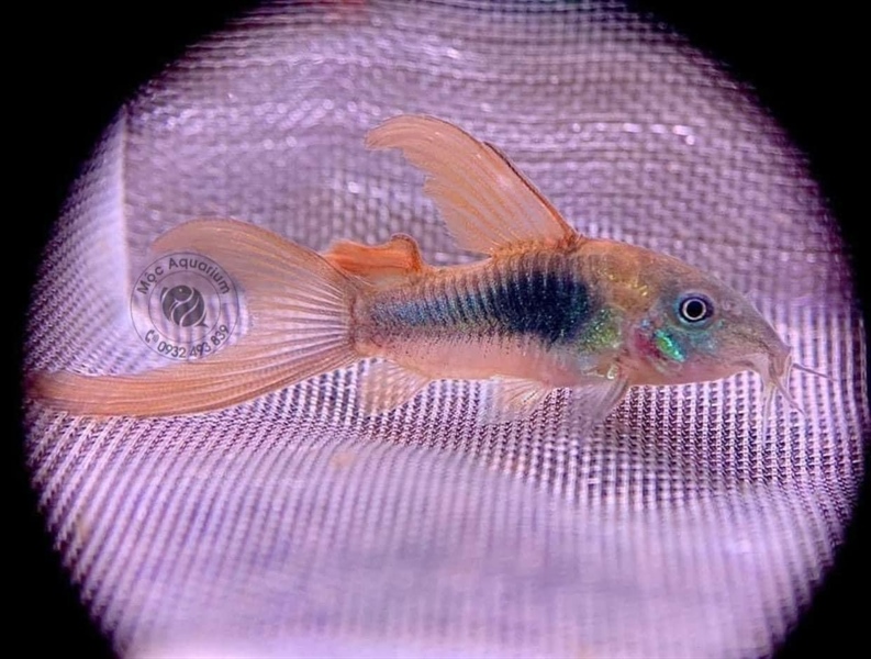 Combo Chuột Cafe Vây Dài (Mua 10 Tặng 2)