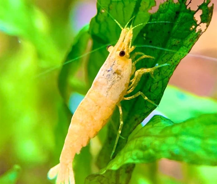 Combo Tép Vàng Thái ( Mua 10 Tặng 2)