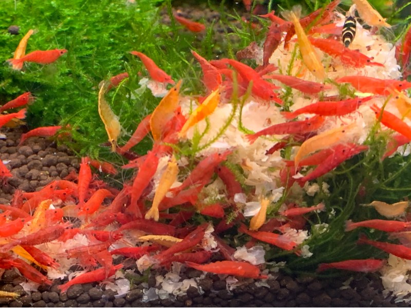 Combo Tép RC Thái (Mua 10 Tặng 2)