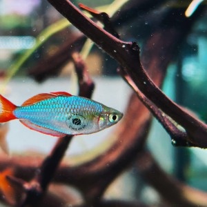 Cầu Vồng Xanh VN(Trống, Size cối)