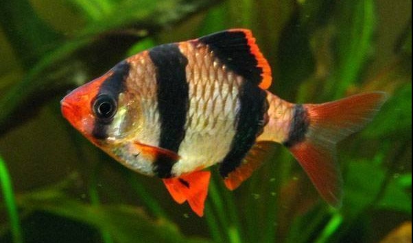 Secan 3 Sọc ( Mua 10 Tặng 2 )