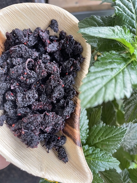 Dâu Tằm Sấy Cay