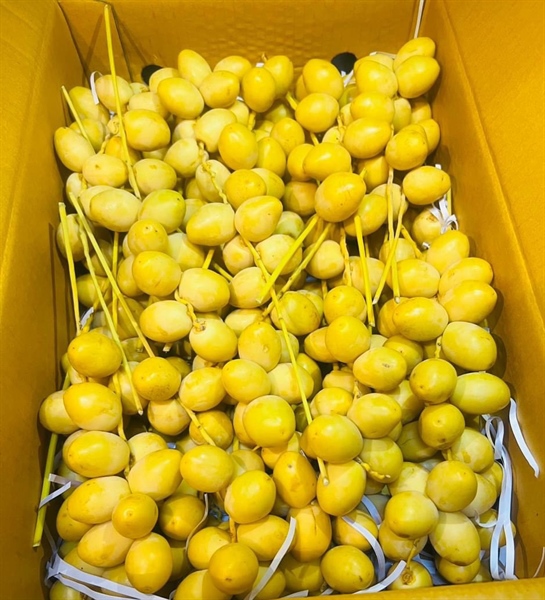 Chà Là Tươi Thailand