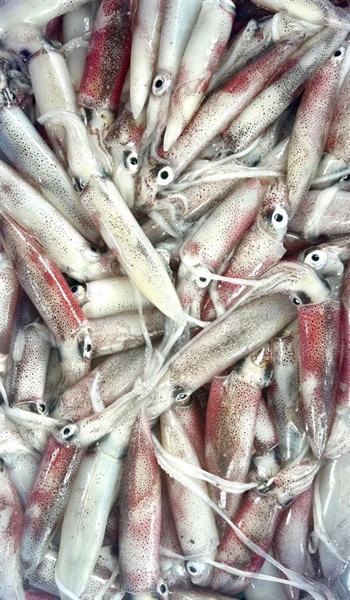 Mực ống câu