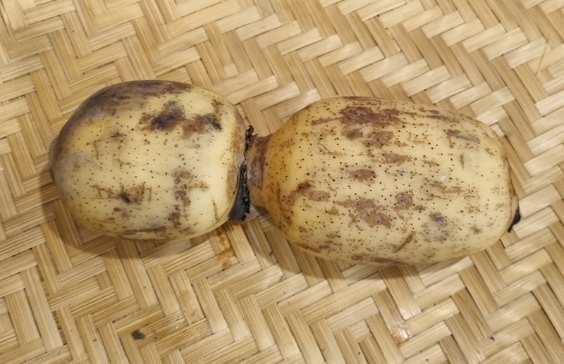 LL 蓮根 Củ sen ĐL