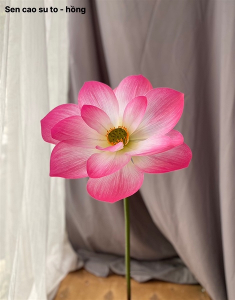 Sen cao su to - Sen - Hoa Lụa Vân Vượng
