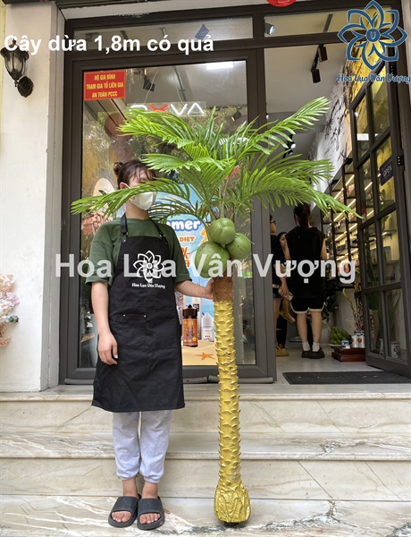 Cây dừa 1,8m có quả - Cây - Hoa Lụa Vân Vượng
