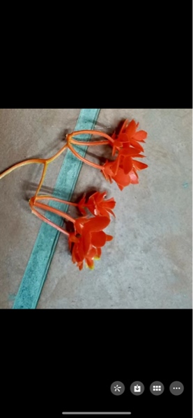 cỏ bể cá tú cầu to - cỏ bể cá - Hoa Lụa Vân Vượng