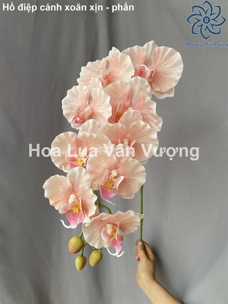Hồ điệp cánh xoăn xịn 9b - phấn - Hồ điệp, lan - Hoa Lụa Vân Vượng