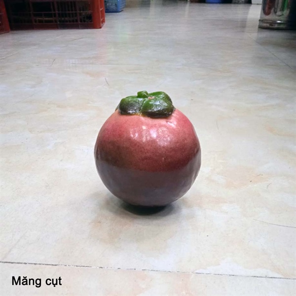 Măng cụt - Quả và dây quả - Hoa Lụa Vân Vượng