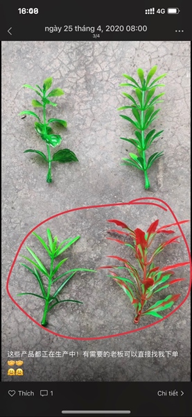 cỏ bể cá nhọn 3 tầng - cỏ bể cá - Hoa Lụa Vân Vượng
