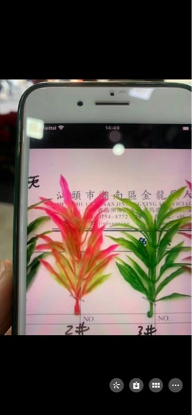 Cỏ bể cá xoè - cỏ bể cá - Hoa Lụa Vân Vượng