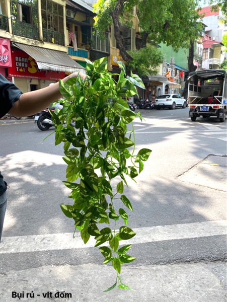Bụi rủ - vạn liên thanh đốm - Rủ - Hoa Lụa Vân Vượng