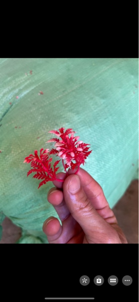 Cỏ bể cá hoa 3 tầng - cỏ bể cá - Hoa Lụa Vân Vượng