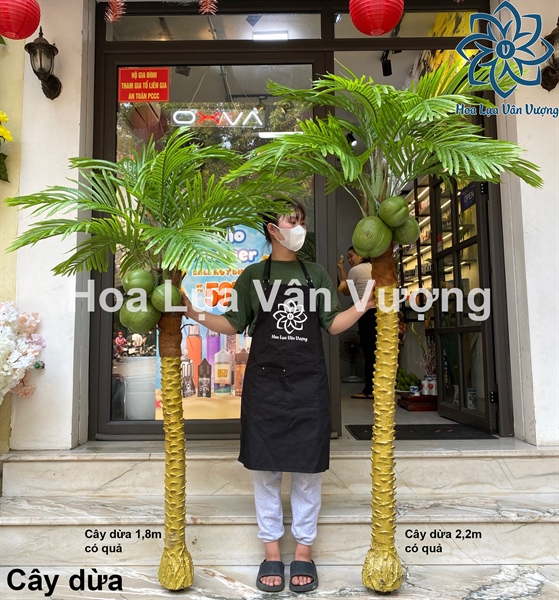 Cây dừa 2,2m có quả - Cây - Hoa Lụa Vân Vượng