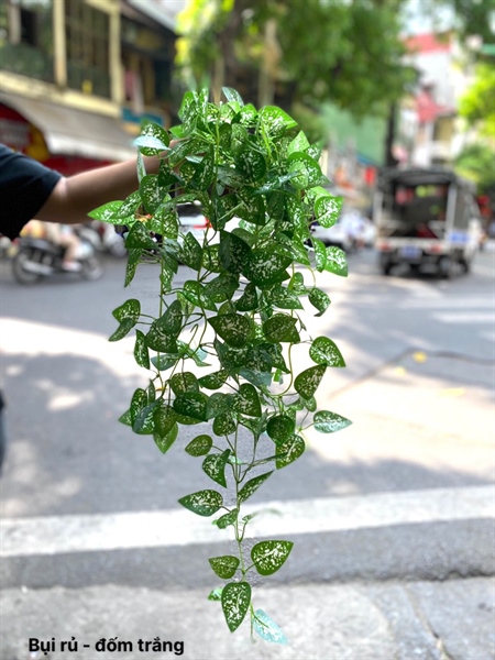 Bụi rủ - đốm trắng - Rủ - Hoa Lụa Vân Vượng