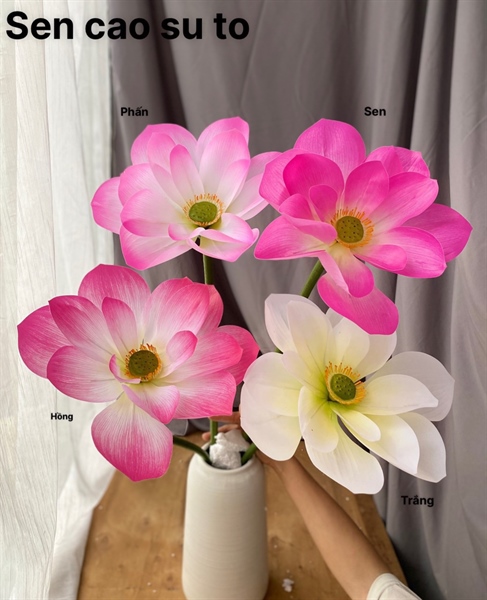 Sen cao su to - Phấn - Sen - Hoa Lụa Vân Vượng