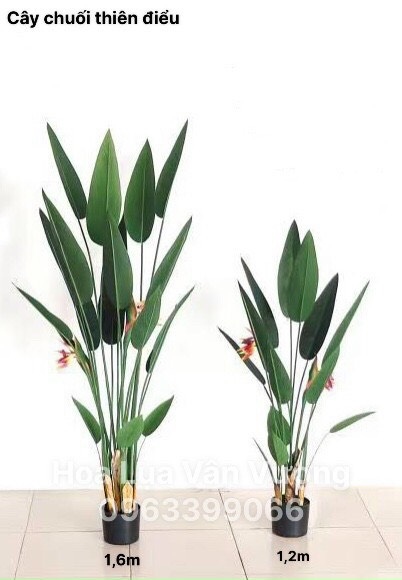 Cây thiên điểu lá nhọn 1,6m - Cây - Hoa Lụa Vân Vượng