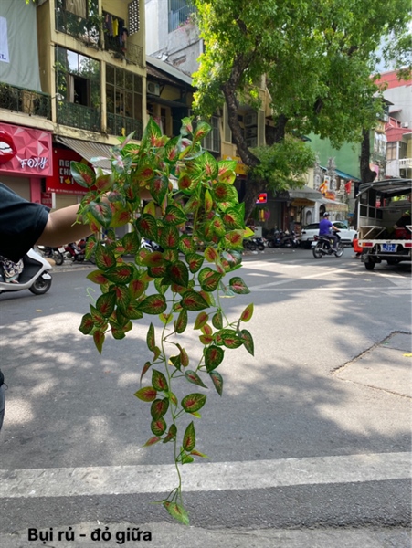 Bụi rủ - đỏ giữa - Rủ - Hoa Lụa Vân Vượng