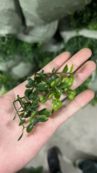 cỏ soong cân - cỏ bể cá - Hoa Lụa Vân Vượng