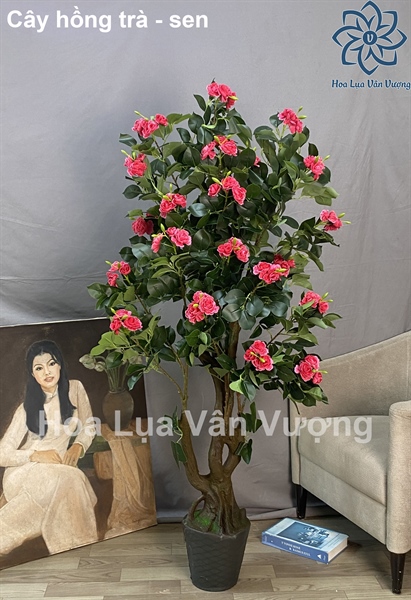 Cây hồng trà - Cây - Hoa Lụa Vân Vượng