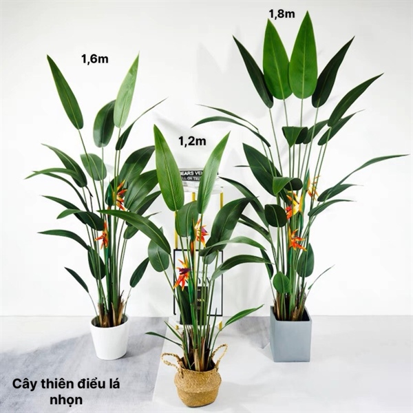 Cây thiên điểu lá nhọn 1,8m - Cây - Hoa Lụa Vân Vượng