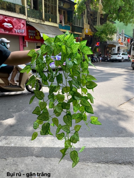 Bụi rủ - gân trắng - Rủ - Hoa Lụa Vân Vượng