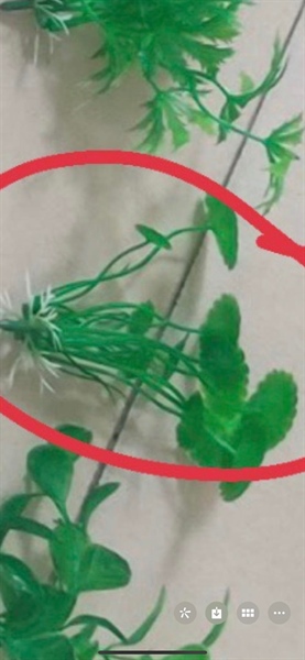 cỏ bể cá sen - cỏ bể cá - Hoa Lụa Vân Vượng