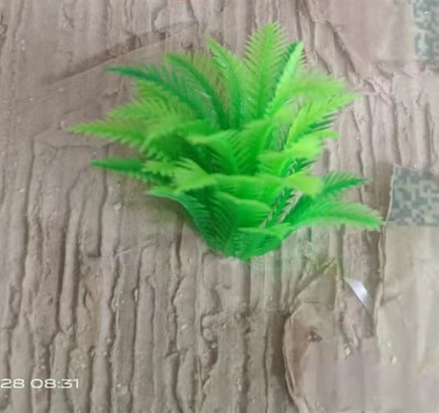 Cỏ bể cá lá dừa - cỏ bể cá - Hoa Lụa Vân Vượng