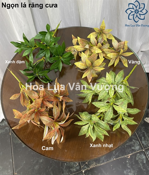 Ngọn lá răng cưa - Lá cành ngắn - Hoa Lụa Vân Vượng