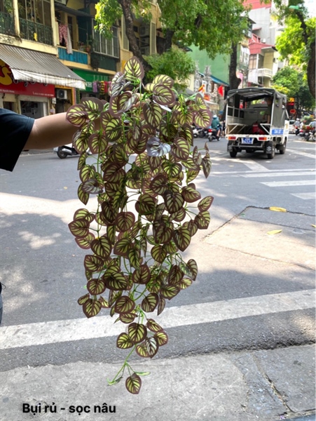 Bụi rủ - sọc nâu - Rủ - Hoa Lụa Vân Vượng