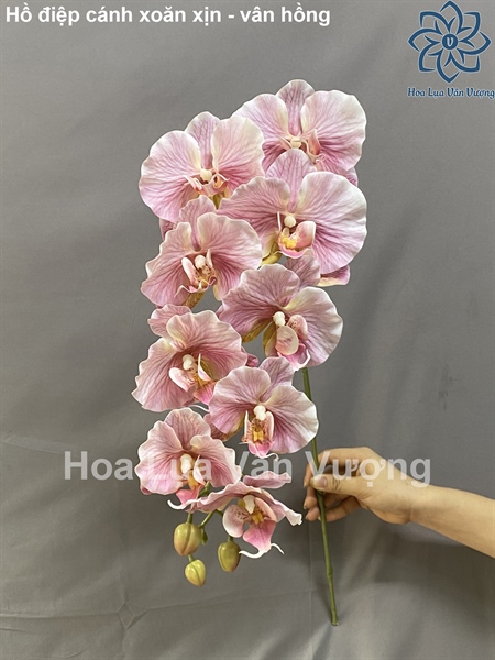 Hồ điệp cánh xoăn xịn 9b - vân hồng - Hồ điệp, lan - Hoa Lụa Vân Vượng