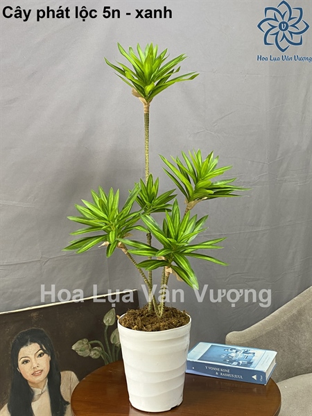 Cây phát lộc 5n - xanh - Cây - Hoa Lụa Vân Vượng
