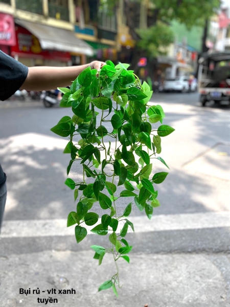 Bụi rủ - vạn liên thanh xanh tuyền - Rủ - Hoa Lụa Vân Vượng