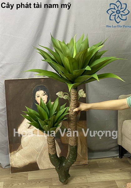Cây phát tài nam mỹ - Cây - Hoa Lụa Vân Vượng