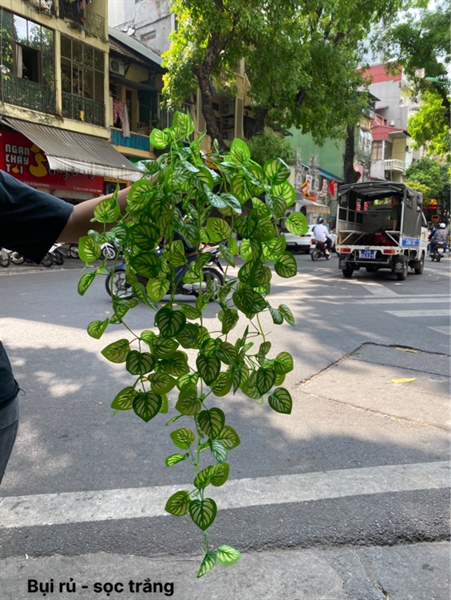 Bụi rủ - sọc trắng - Rủ - Hoa Lụa Vân Vượng