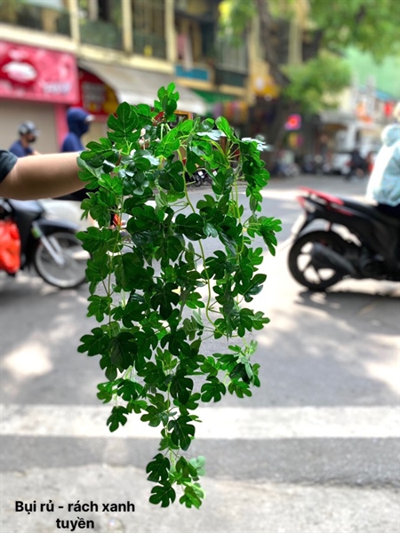 Bụi rủ - Rủ - Hoa Lụa Vân Vượng