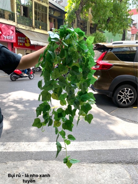 Bụi rủ - lá nho xanh tuyền - Rủ - Hoa Lụa Vân Vượng