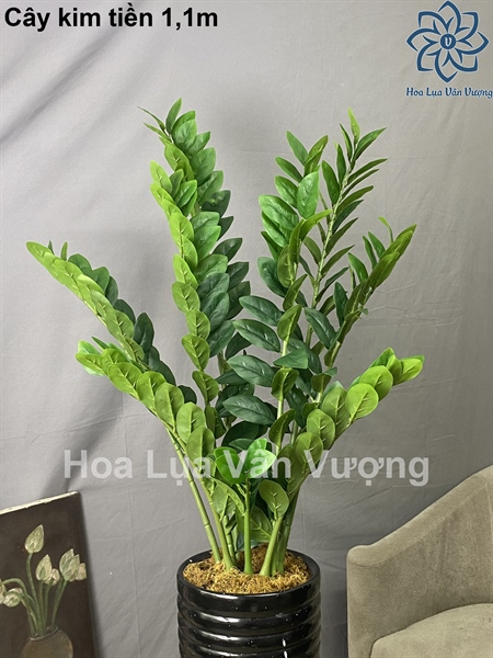 Cây kim tiền 1,1m - Cây - Hoa Lụa Vân Vượng