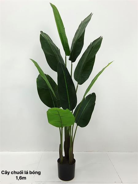 Cây chuối 1,6m lá bóng - Cây - Hoa Lụa Vân Vượng