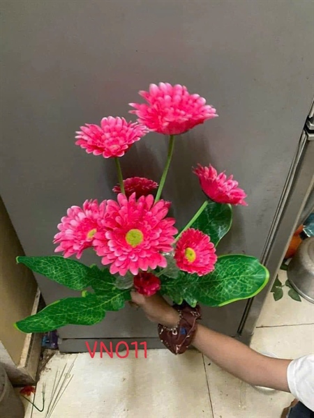BỤI CÚC ĐỒNG TiỀN VN LÁ CẢI VN0113