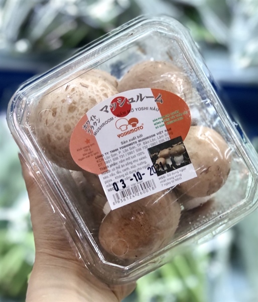 NẤM MỠ YOSHI NÂU