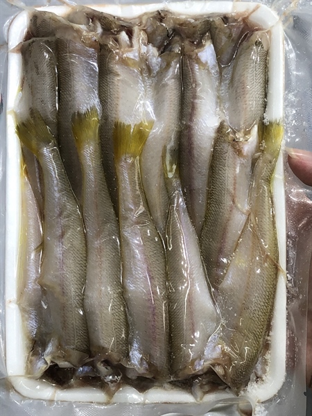 Cá Đục