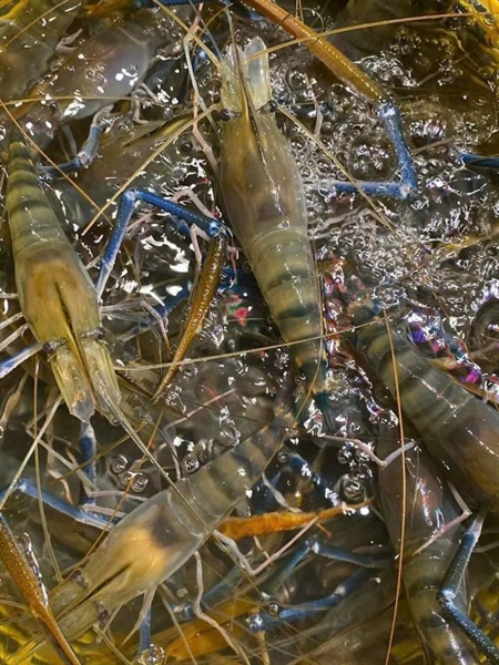 Tôm Càng Sống